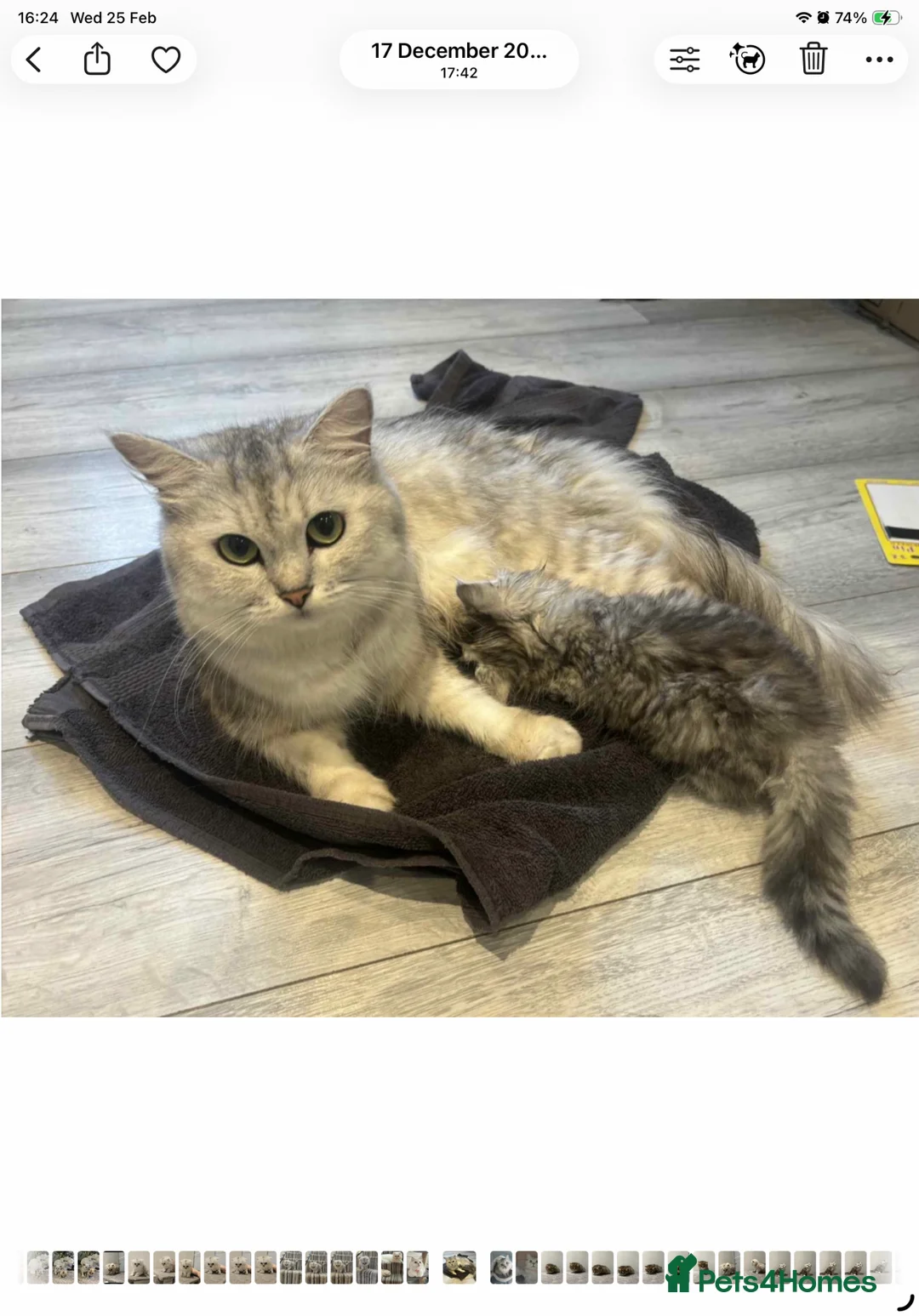 Persian cats for sale: Beautiful three-year-old Persian chinchilla - Advert 2
