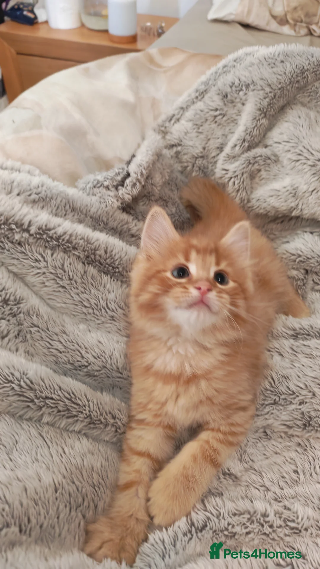 Mixed Breed cats for sale: Adorable fluffy and short hair kittens left - Advert 14