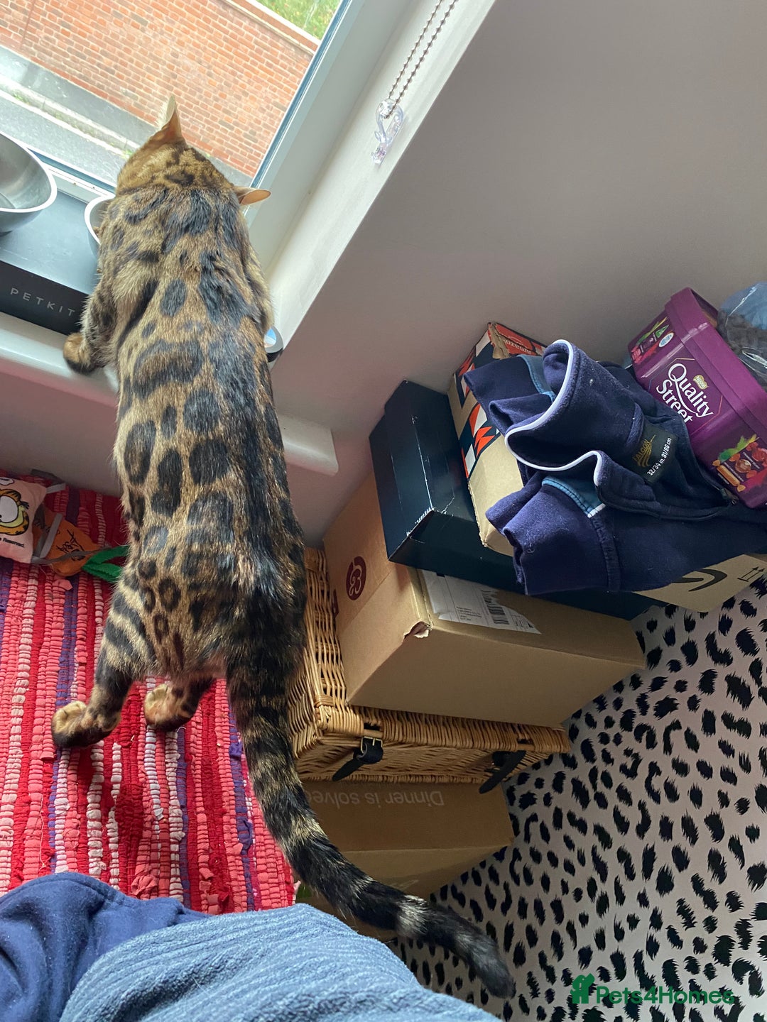 Bengal cats for sale: Loving 1year old male bengal - Advert 7