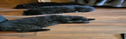 German Shepherd dogs for sale: German shepherd puppies  - Advert 10
