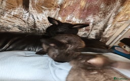 Rex rabbits for sale: Beautiful Rex and Mini lop cross breed 🐰 bunny's  - Image 3