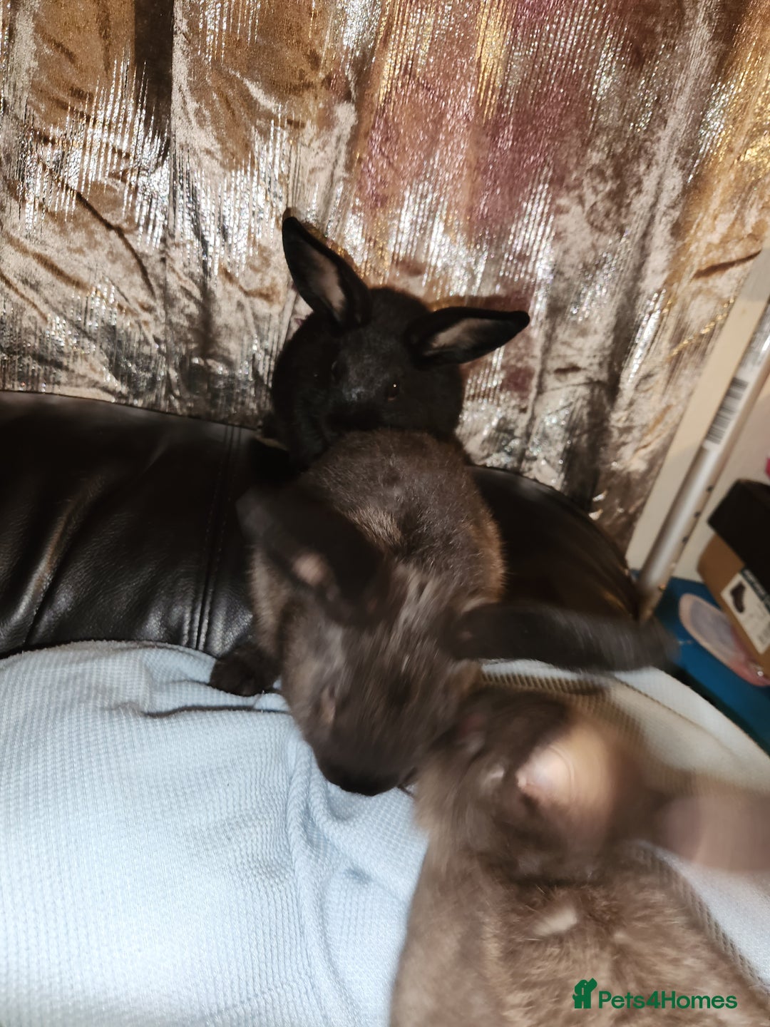 Rex rabbits for sale: Beautiful Rex and Mini lop cross breed 🐰 bunny's  - Image 3