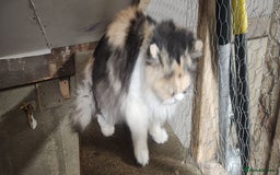 Persian cats for sale: Pure Persian Queen for sale  - Image 4