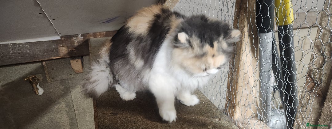Persian cats for sale: Pure Persian Queen for sale  - Image 4