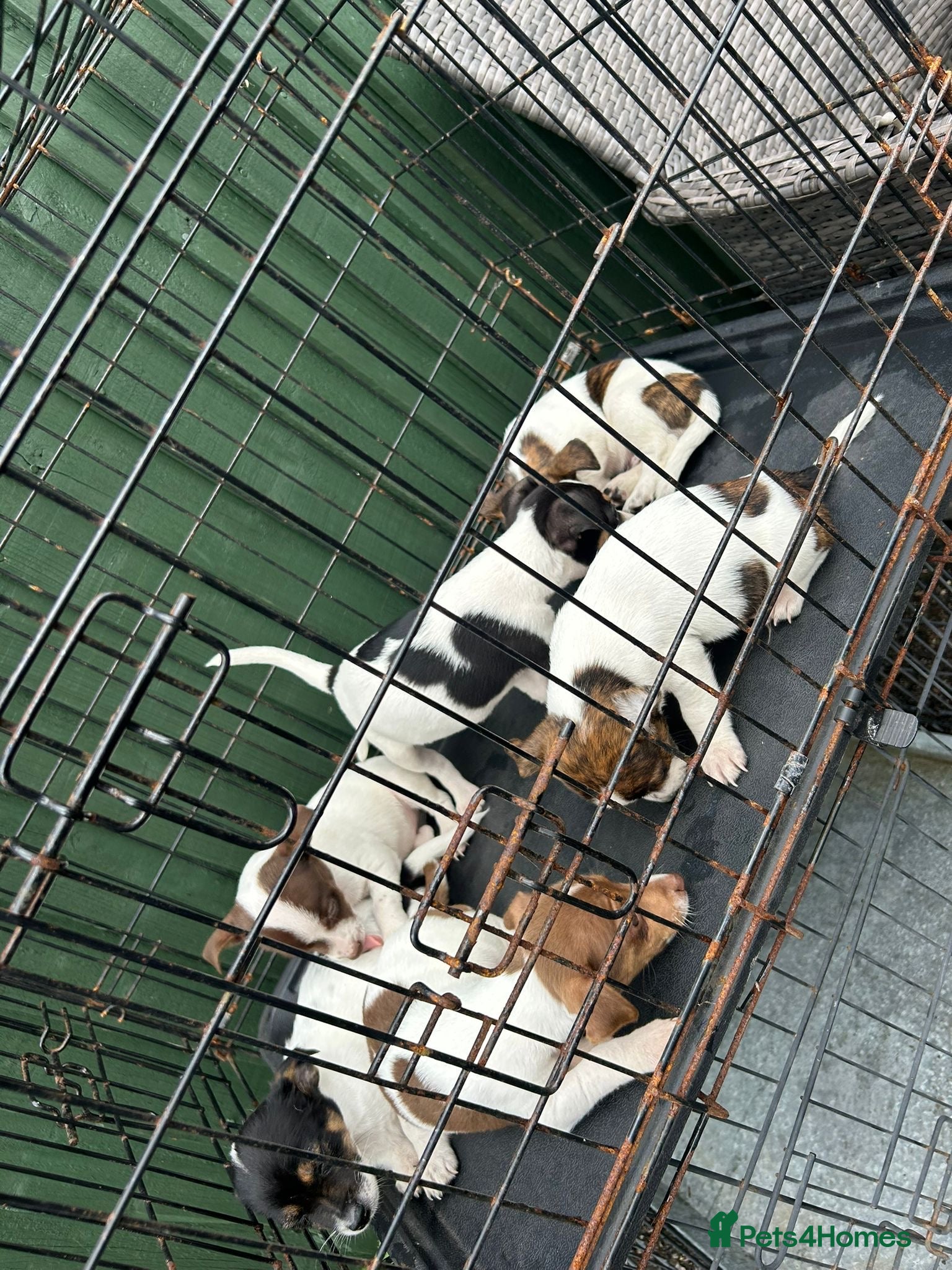 Jack Russell dogs for sale: Jack Russell puppies  in Oxford - Advert 4