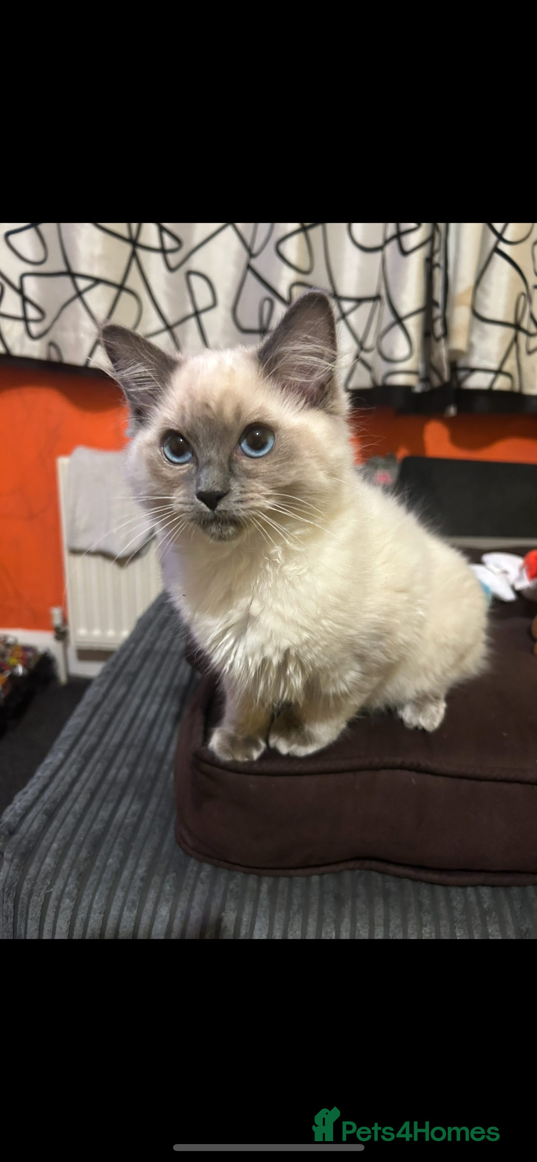 Ragdoll cats for sale: Ragdoll kittens - male - Advert 35
