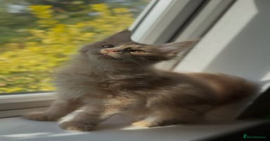 Maine Coon cats - Advert 4