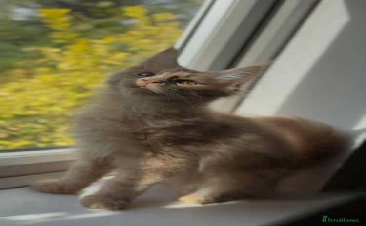 Maine Coon cats - Advert 4