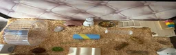 Hamster rodents for sale: Male Syrian hamster and full set up  - Advert 3