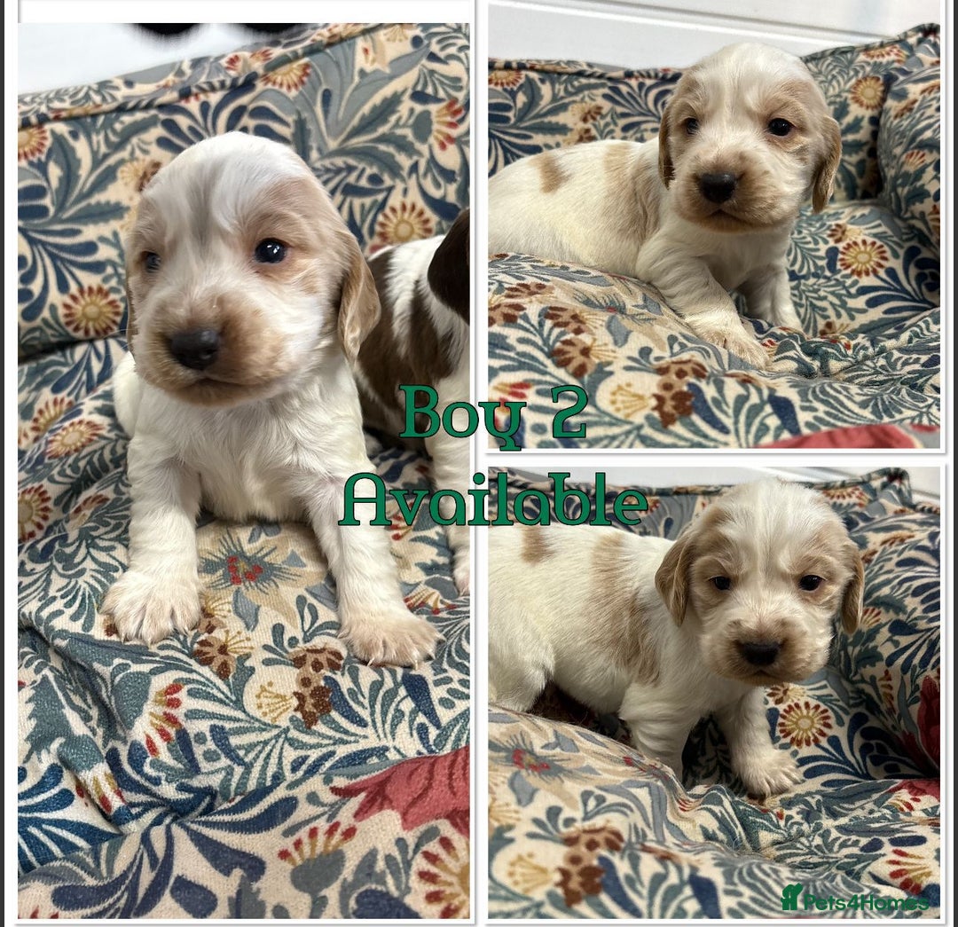Cocker Spaniel dogs for sale: KC registered English cocker spaniels - Advert 9