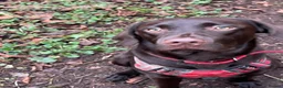 Labrador Retriever dogs for stud: Digby in Norwich - Advert 5