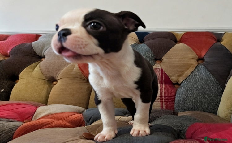 Boston Terrier dogs - Advert 4