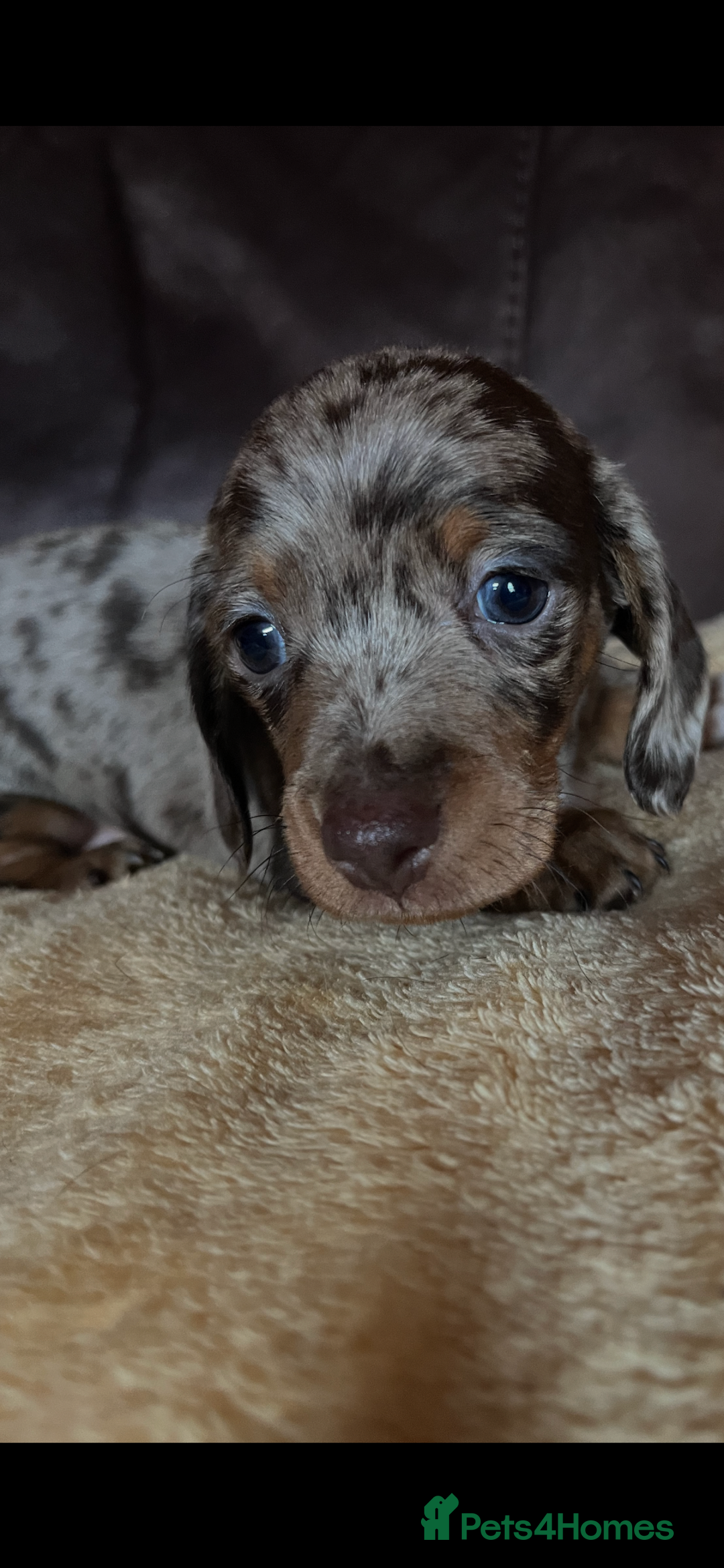 Miniature Dachshund dogs for sale: Miniature Dachshund  - Advert 37