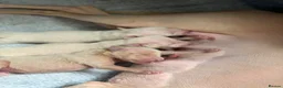 Italian Greyhound dogs for sale: Italian Greyhound puppies  in London - Advert 15