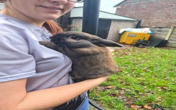 Mini Lop rabbits for sale: Male mini lop X lion head - Advert 4