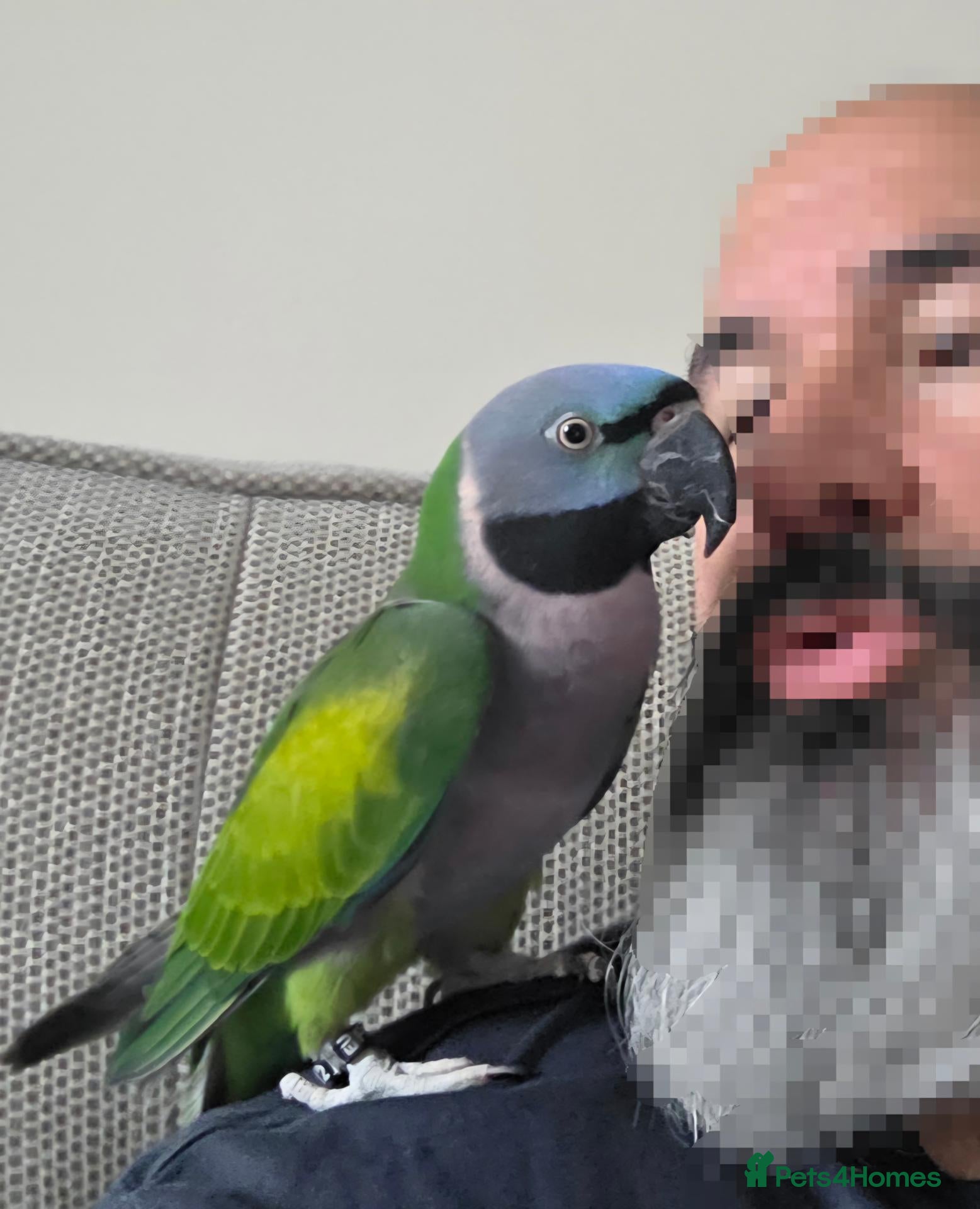 Parakeets birds lord Derbyan moustache parakeet - Advert 1