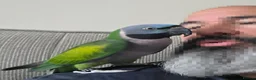 Parakeets birds for sale: lord Derbyan moustache parakeet in Leigh - Advert 1