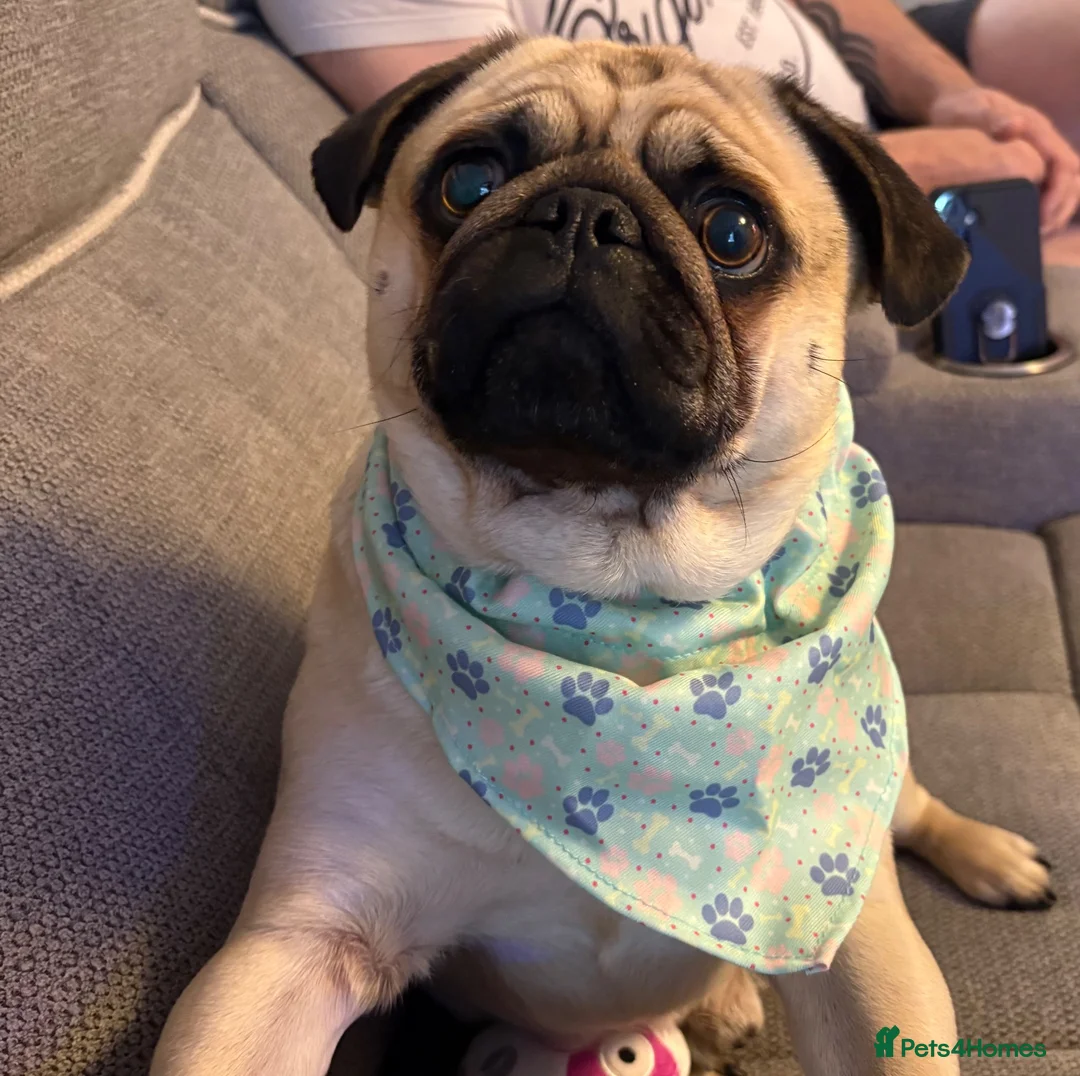 Pug dogs for sale: Fawn pug  - Advert 7