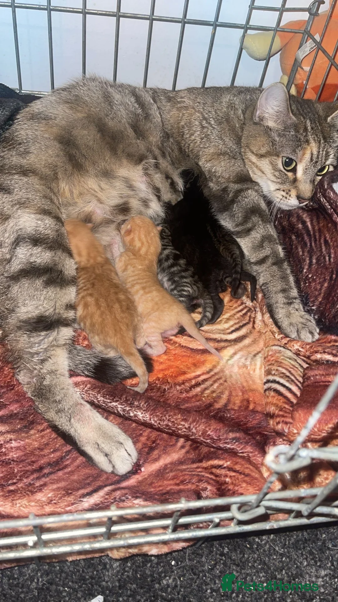 Mixed Breed cats for sale: 2 female kittens  - Advert 4