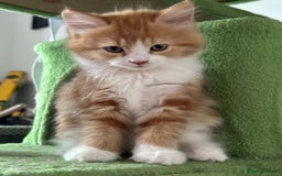 Maine Coon cats for sale: Stunning Kitten Mainecoon Girls - Image 27