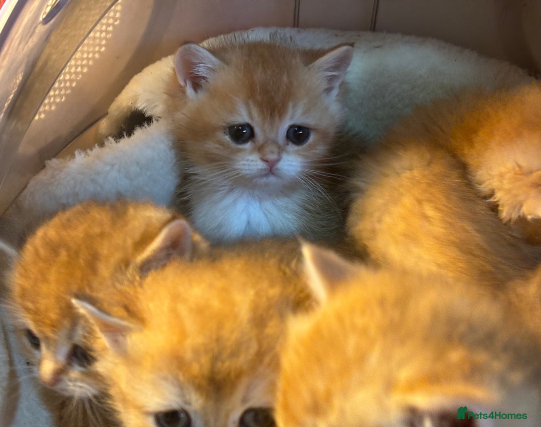 British Shorthair cats for sale: Full Pedigree Golden tipped British Shorthair - Advert 16