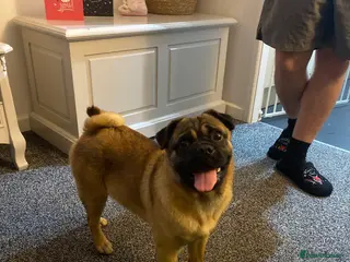 Mixed Breed dogs Pug for rehoming ASAP - Advert 2