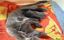 Russian Blue cats for sale: Beautiful Russian blue cross kittens - Image 2