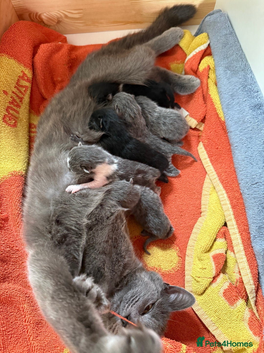 Russian Blue cats for sale: Beautiful Russian blue cross kittens - Image 2