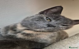 Mixed Breed cats for sale: Looking to rehome.  - Advert 3