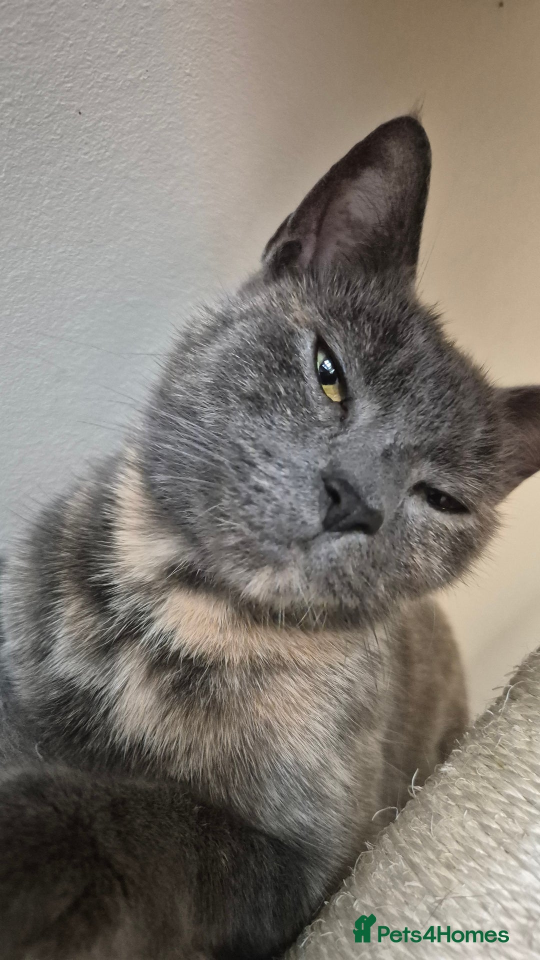 Mixed Breed cats for sale: Looking to rehome.  - Advert 3