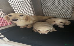Miniature Dachshund dogs for sale: 2 Beautiful cream dachshunds  - Image 10