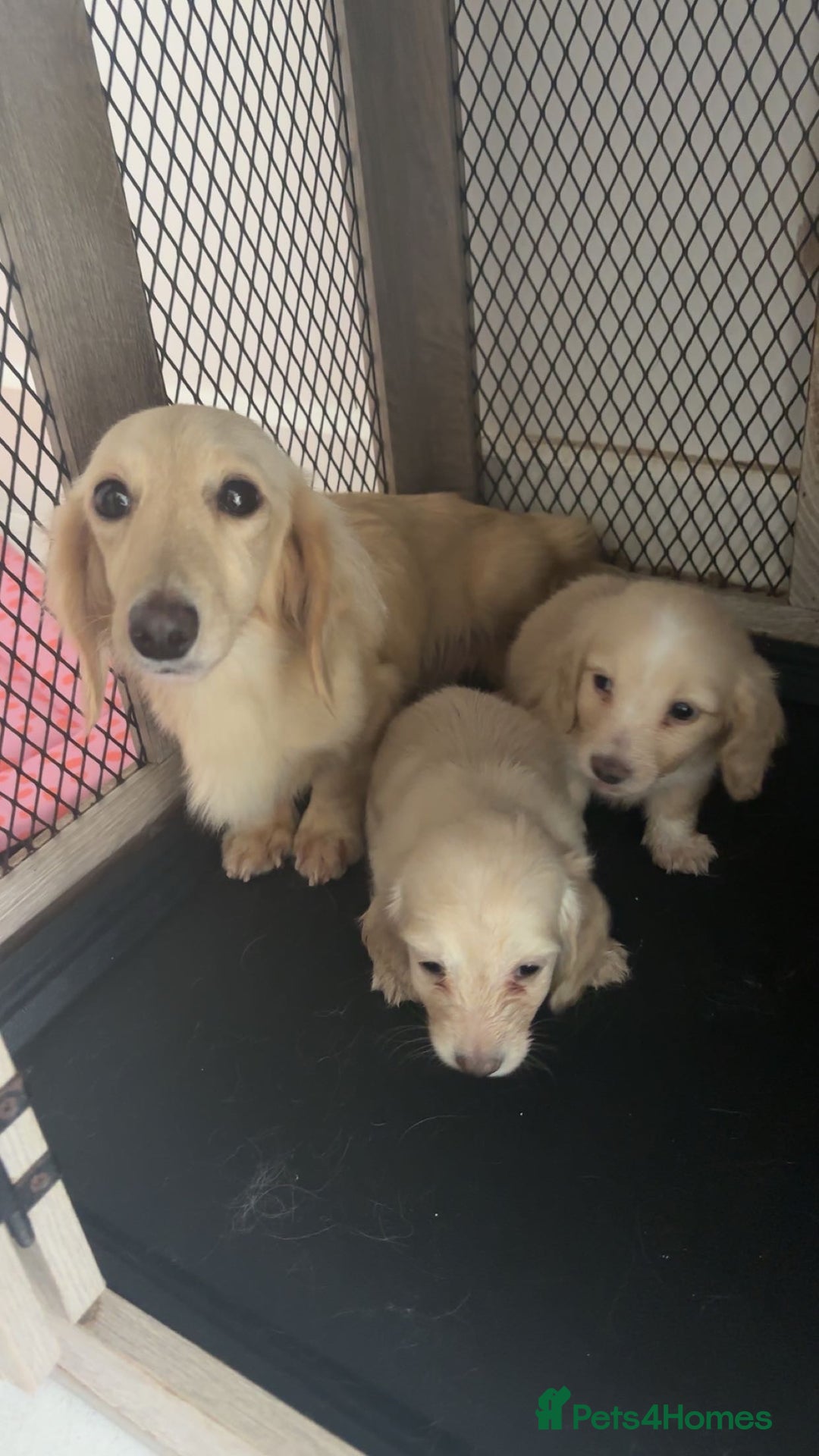 Miniature Dachshund dogs for sale: 2 Beautiful cream dachshunds  - Image 10