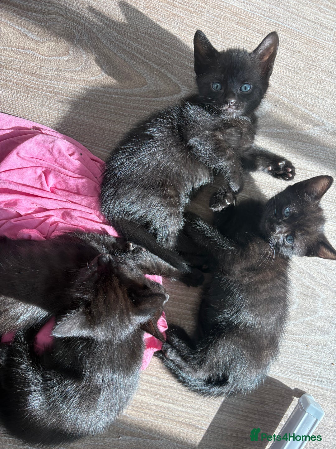 American Shorthair cats for sale: Kittens for sale boys and girls. - Image 7