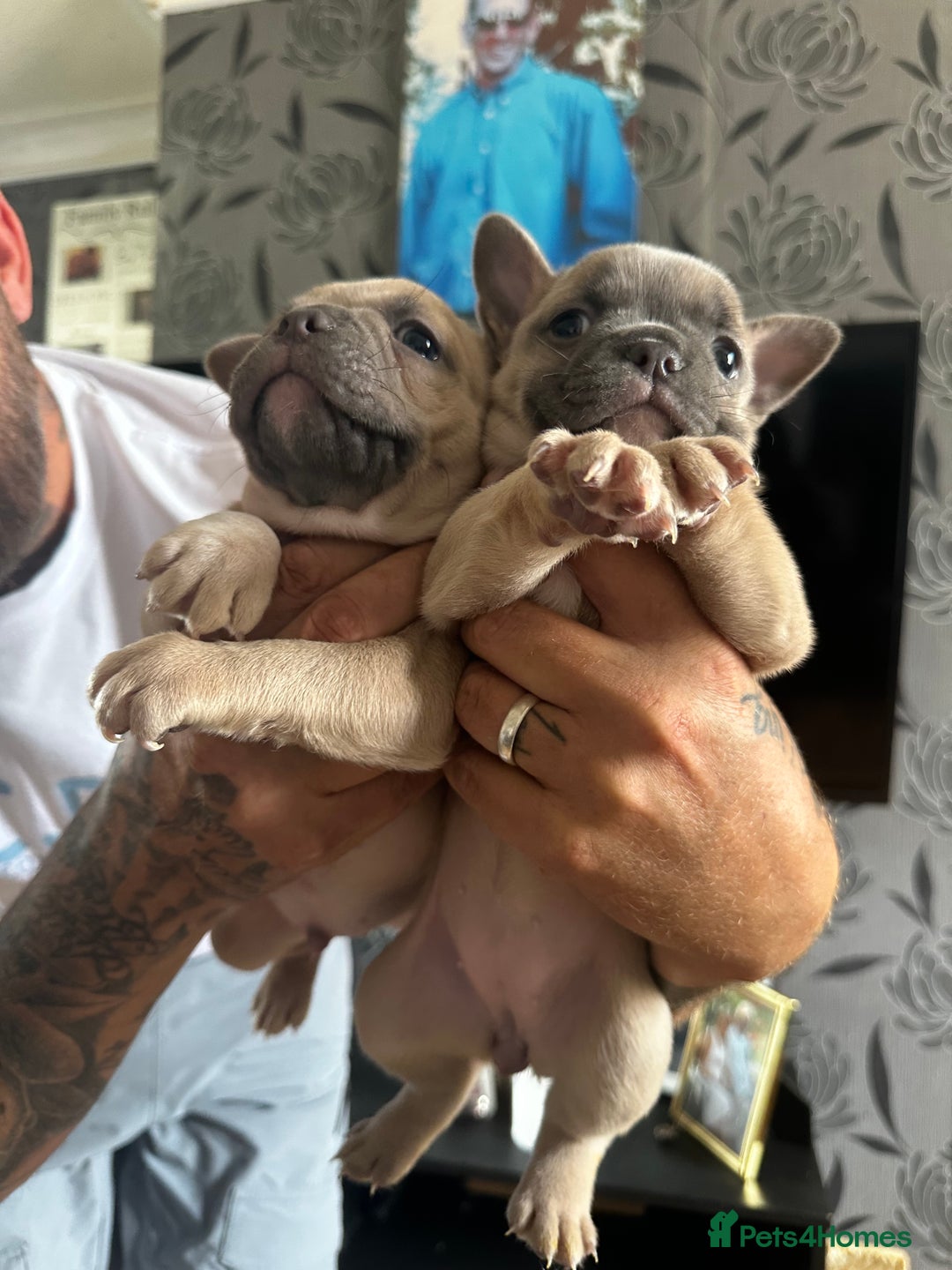 French Bulldog dogs for sale: 2 x French Bulldog Puppies (1 Boy & 1 Girl) - Image 12