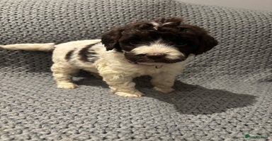 Cockapoo dogs F1 Cockapoo puppies  - Advert 1