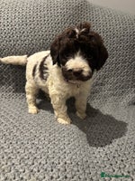 Cockapoo dogs F1 Cockapoo puppies - Advert 1