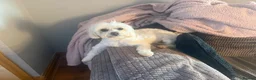 Maltipoo dogs for sale: Top class miniature maltipoo puppies in Clitheroe - Advert 1