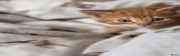 Mixed Breed cats for sale: Adorable ginger and tortishell kittens - Advert 19