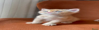Persian 2