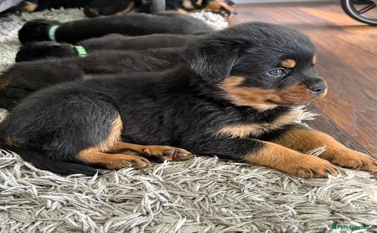 Rottweiler dogs - Advert 8