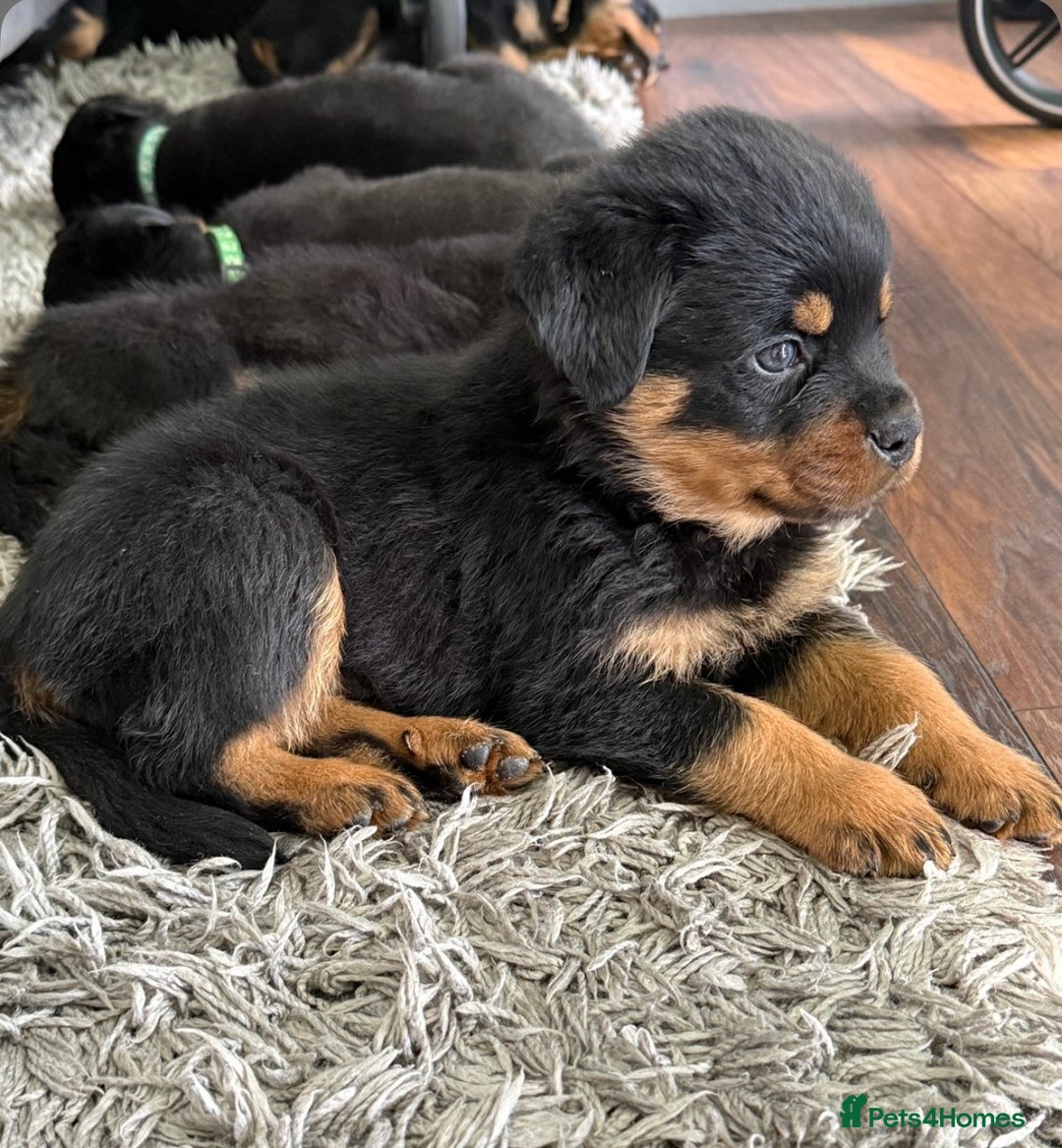 Rottweiler dogs for sale: Stunning Rottweiler puppies  - Image 1