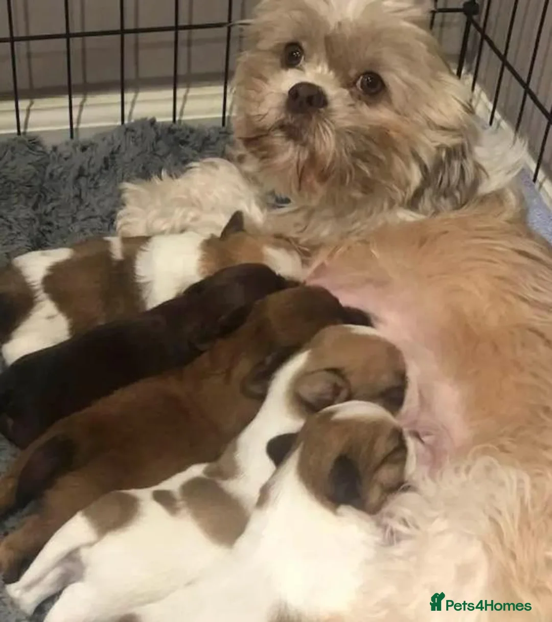 Shih Tzu dogs for sale: Full shih Tzu puppies  - Advert 4