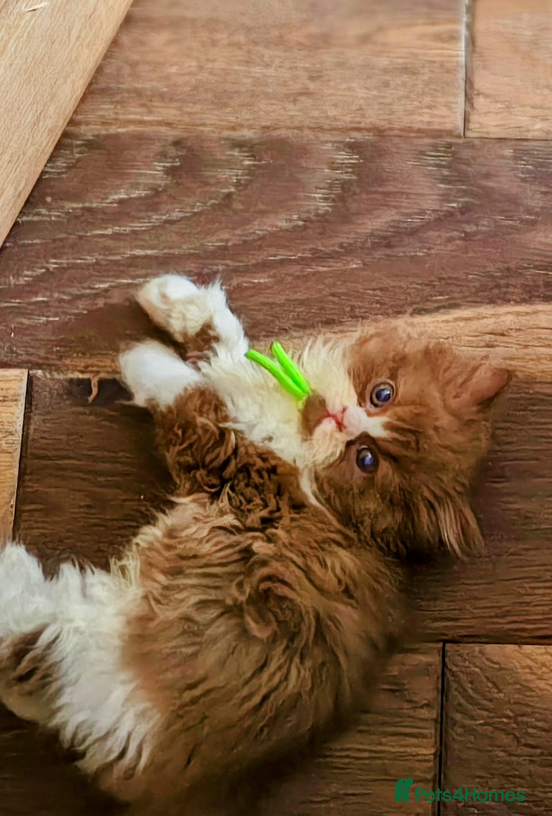 British Longhair cats for sale: Cinnamon bi colour longhair  - Image 3