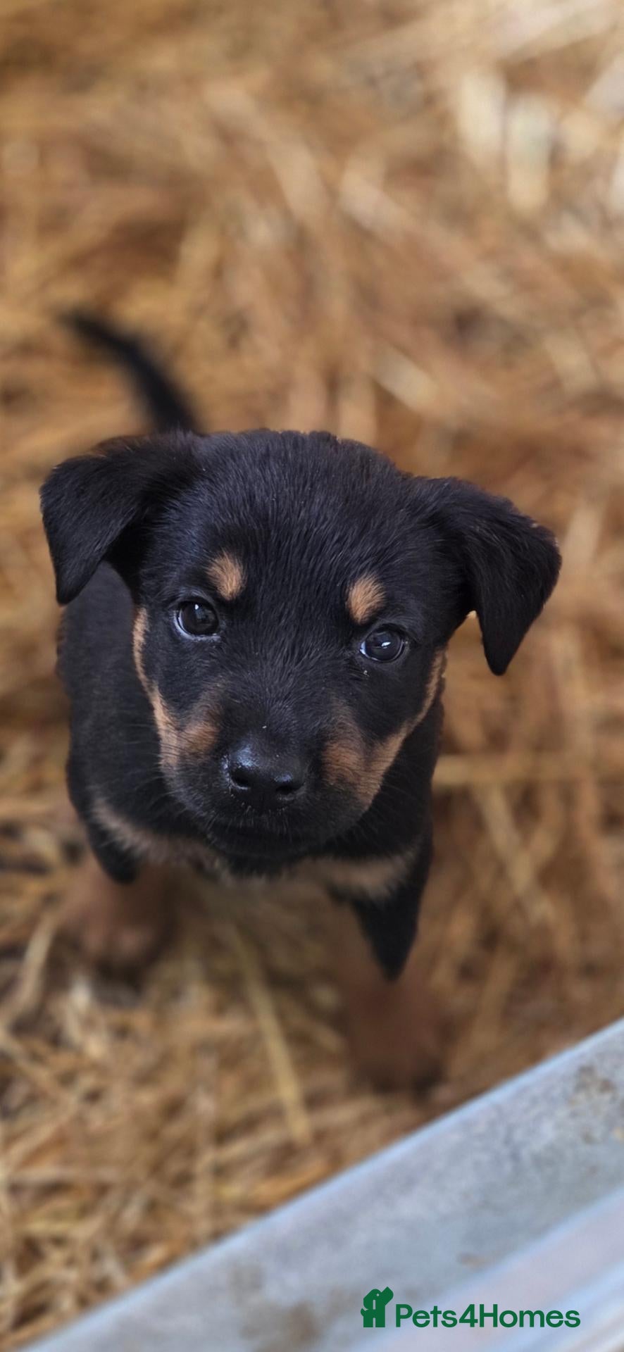 Mixed Breed dogs Beautiful F1B Rottweiler Puppies - Advert 2