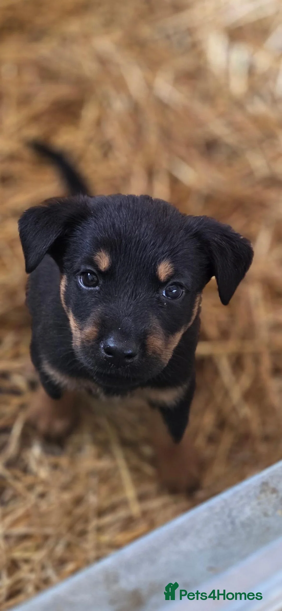 Mixed Breed dogs for sale: Beautiful F1B Rottweiler Puppies - Advert 1