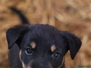 Mixed Breed dogs Beautiful F1B Rottweiler Puppies - Advert 5