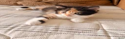 Persian cats for sale: Mix Persian Kittens Ready 2 Collect! - Advert 7