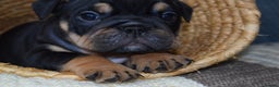 English Bulldog dogs for sale: English bulldog puppies for sale  - Advert 5