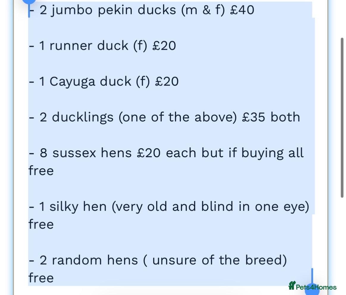 Mixed Breed poultry Full mixed flock! - Advert 2