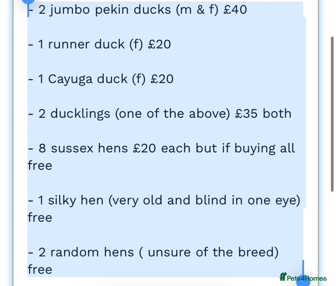 Mixed Breed poultry for sale: Full mixed flock! - Advert 2